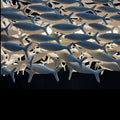 Porcelain Fish Shape Dining Table Chandelier - Camilalamps - CA - X - 14507